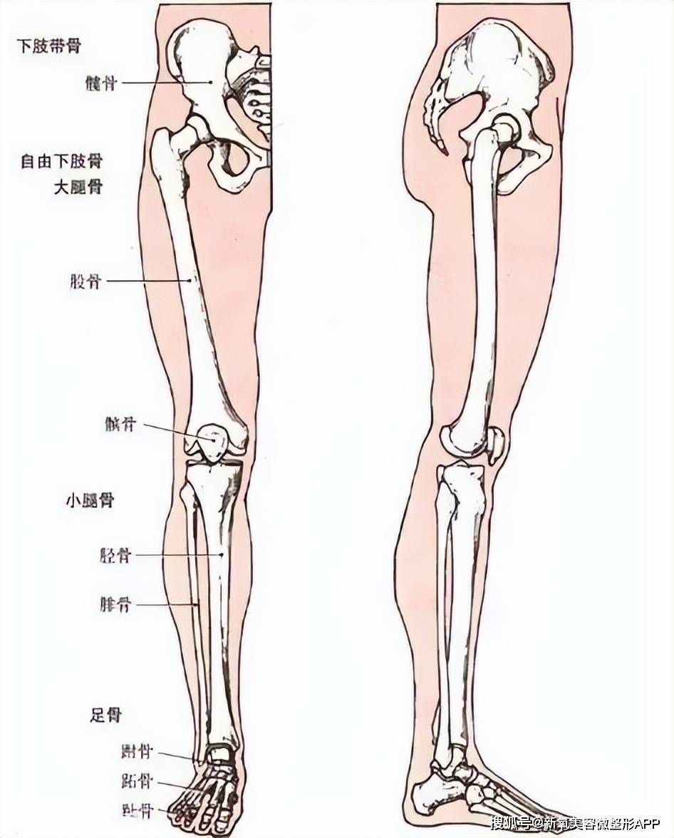 大腿部位图解图片