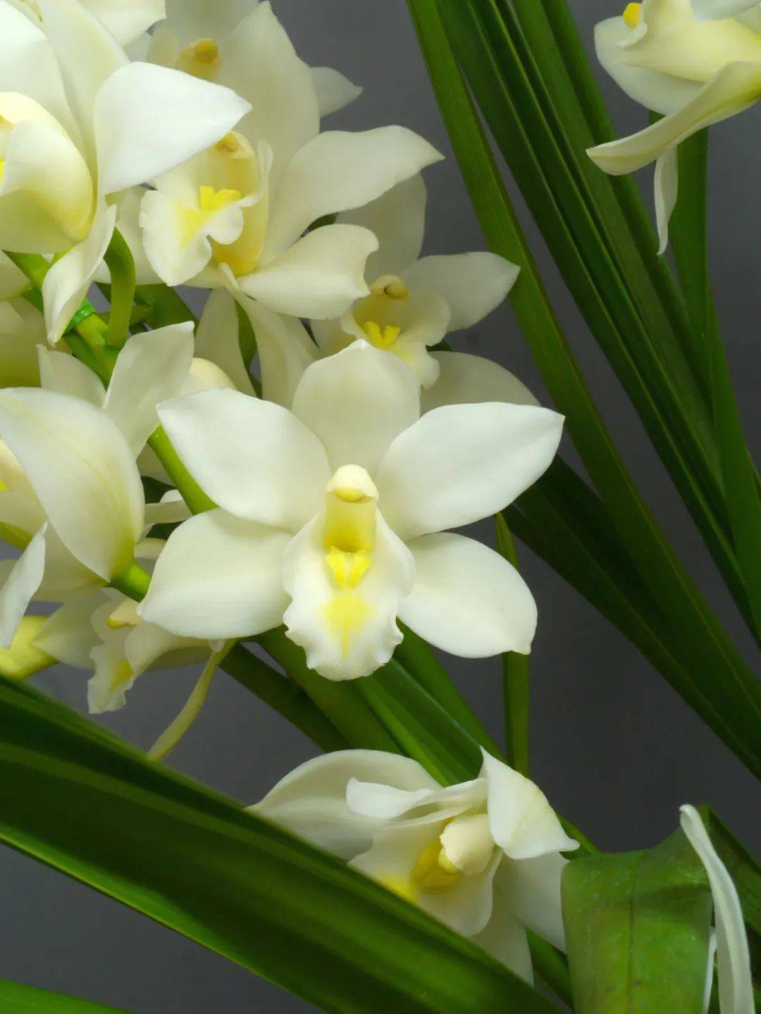 走进兰花世界,带你去认识兰花中的翘楚,看一枝兰花的诞生.