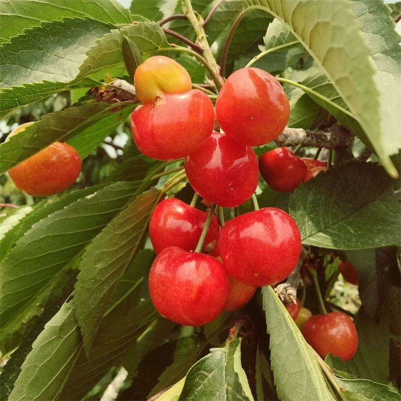 克里斯蒂娜樱桃品种图片