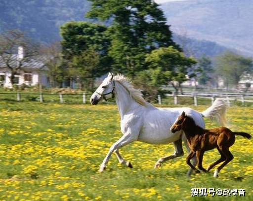 生於此月的馬男馬女,此命推來敬重雙親,有福有祿,六親和睦.