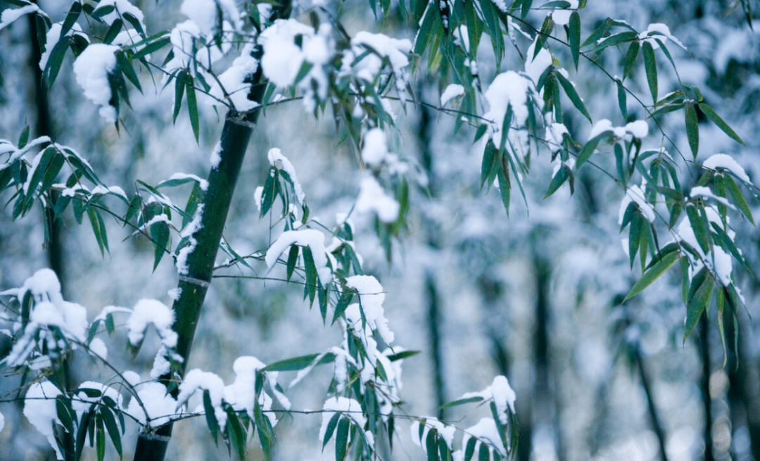 【诗词鉴赏】当竹子遇见雪,你能想象是一种怎样的美景吗?