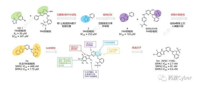 它們雖然對fak沒有活性,但顯示出抑制絲氨酸-精氨酸蛋白激酶1-3