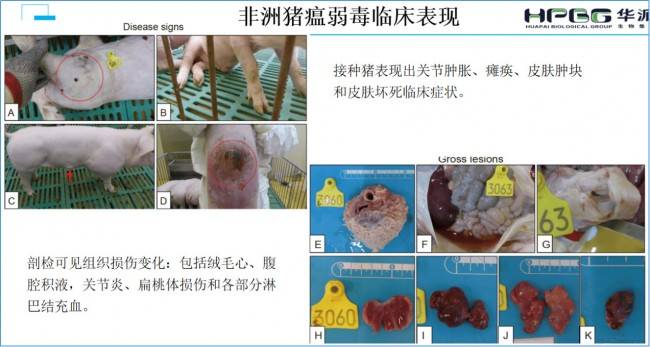 華派生物集團:春季豬場疫病防控_消毒_物資_管理水平