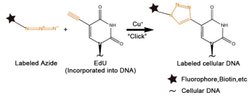 edu(5-ethynyl-2-deoxyuridine)是一種胸腺嘧啶核苷類似物,能夠在