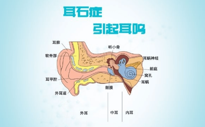 为何有的人一坐车就头晕想吐？原来，他们的身体发生了变化(图3)