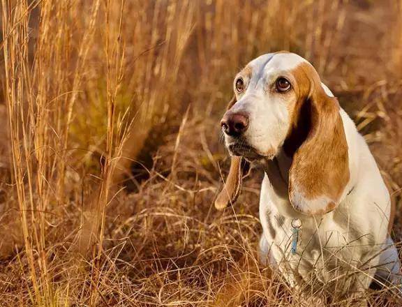 動物世界犬種-巴吉度獵犬_進口_英國_美國