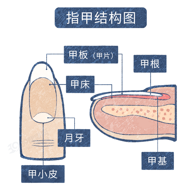 指甲重新生长过程图图片