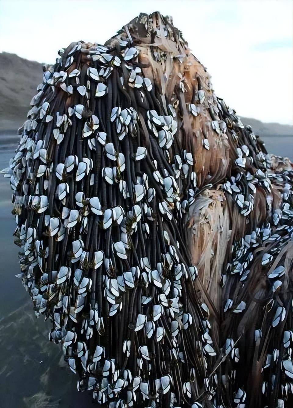 藤壶是海洋中的"寄生狂魔",它们有什么特点,是只能寄生吗?