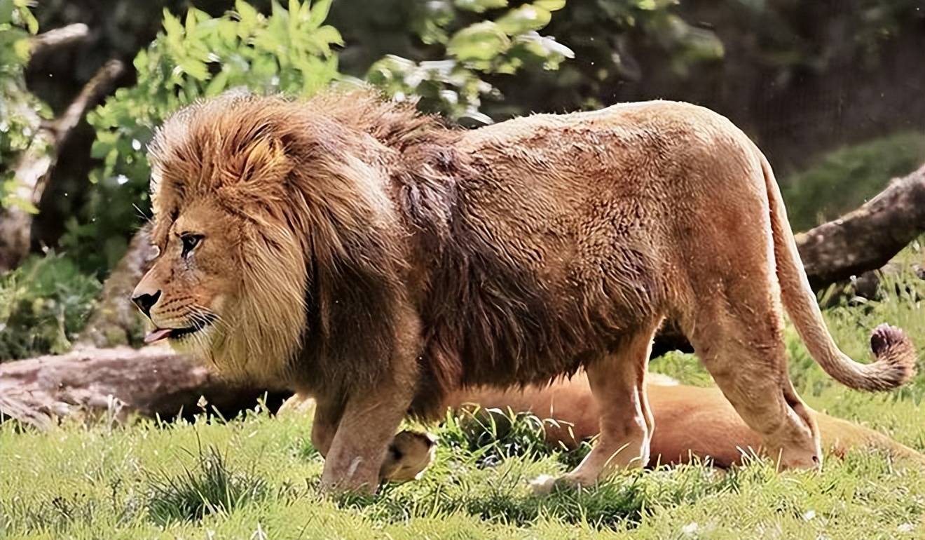 狮子的体型巨大,肌肉发达雄狮的体重可达到200公斤以上,肩高约有1