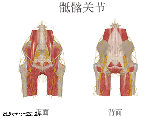 具備懷孕生子的天職,於是在設計上讓骶髂關節與恥骨聯合形成微動關節