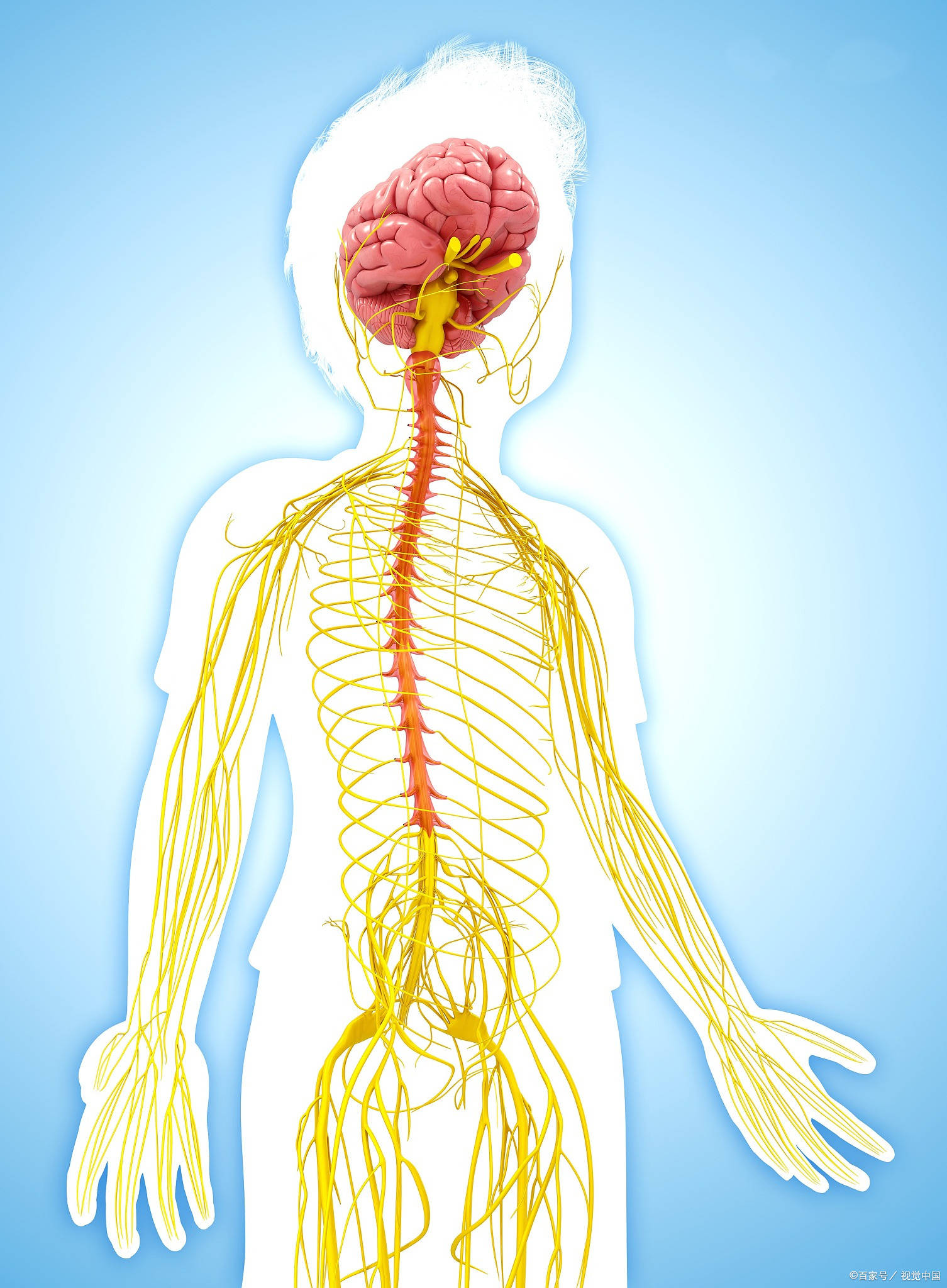 人体中枢神经示意图图片