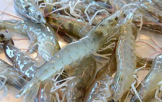 葱油焖香虾制作简单又美味可烧可炖白条鱼家常红烧味道棒