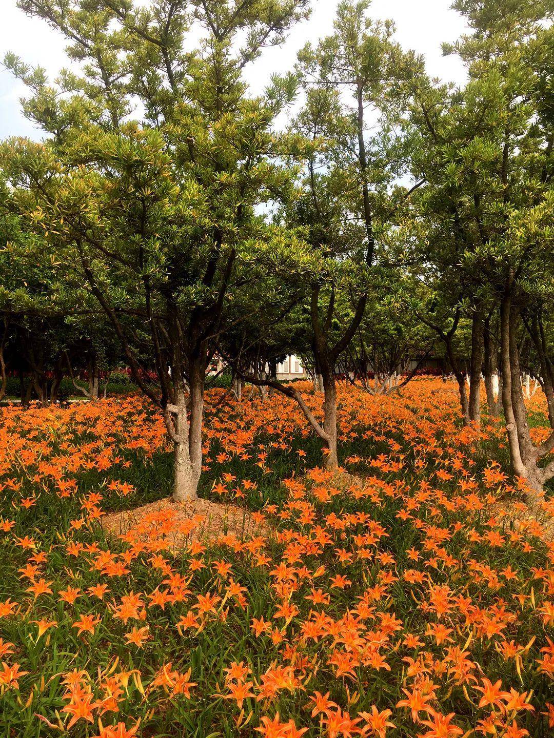 厦门这地方的两处花海盛开,太梦幻了!_萱草
