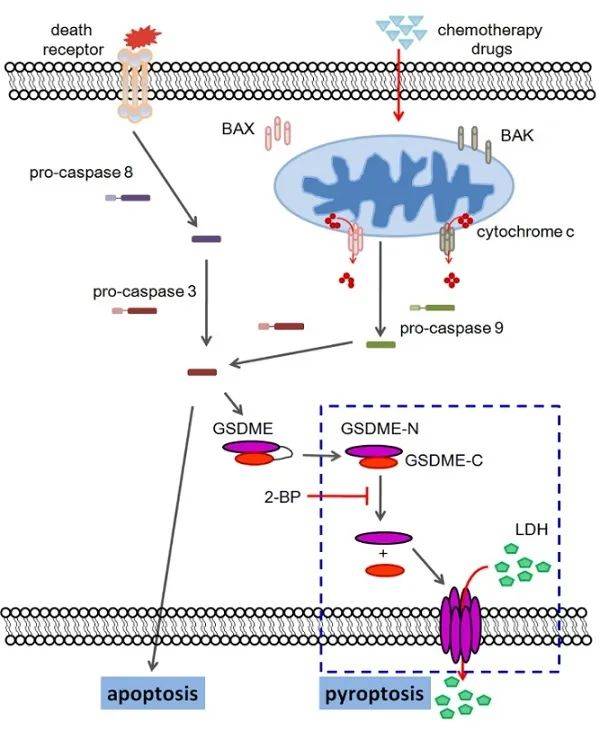 了线粒体外膜蛋白bak/bax在化疗药物诱导的细胞焦亡信号通路中的作用