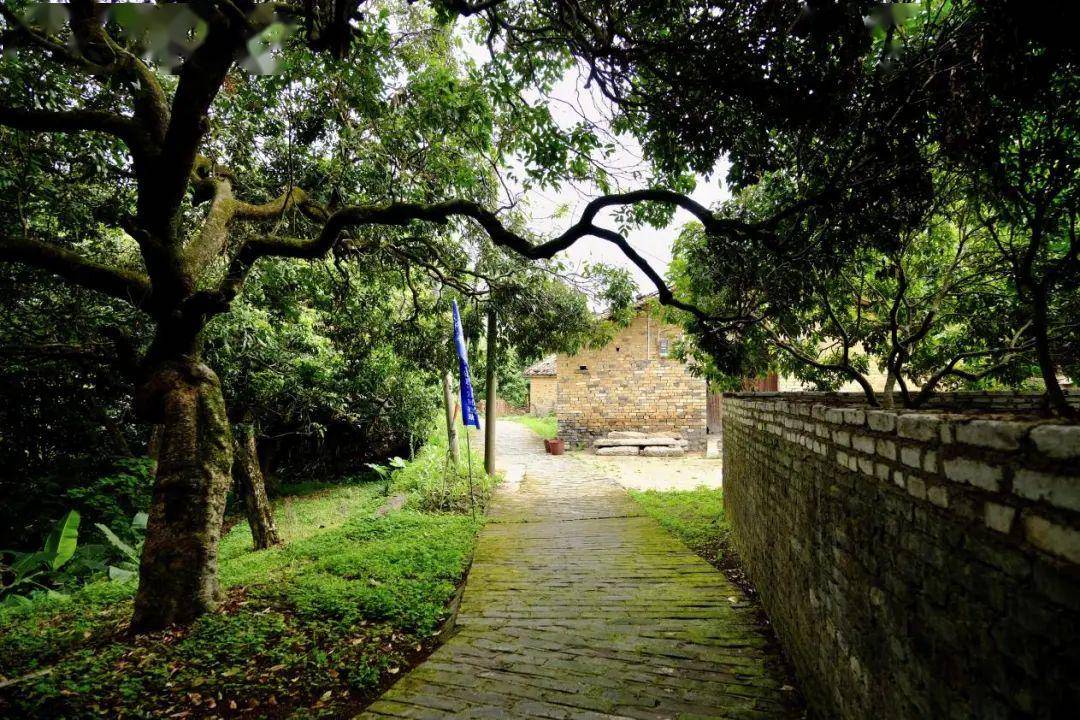 除了400多岁的"荔枝皇",太平木棉村还有从化最繁荣的古圩市!