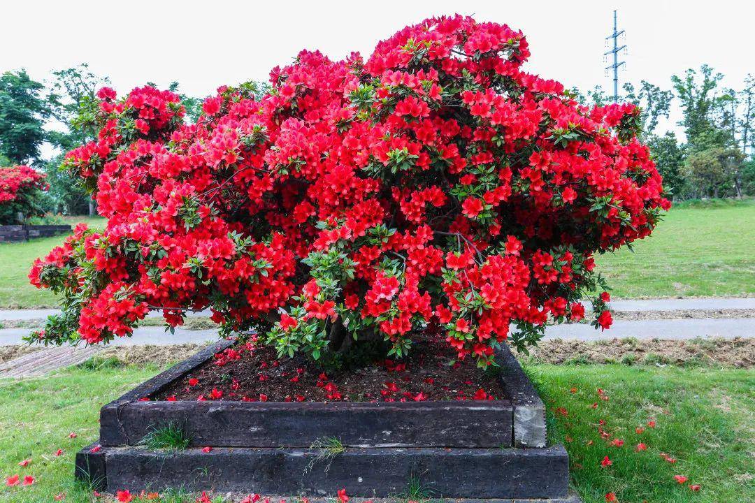 杜鹃花多少钱一株(杜鹃花多少钱一株图片)