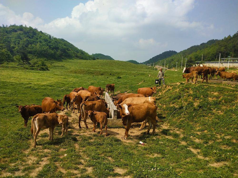 贵州大学许厚强教授一行来思南调研肉牛产业