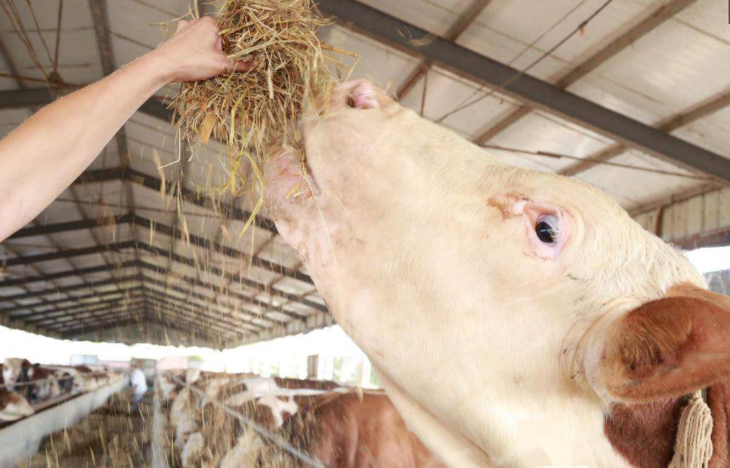 800斤的肉牛,催肥时每天能吃多少斤料?每天能长几斤?