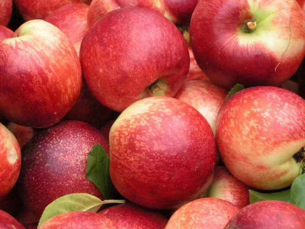 米易这个季节嘎嘣脆甜的油桃大量上市啦!口感好外型靓!