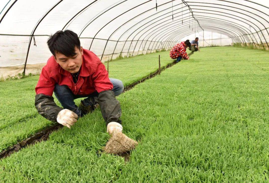 新式育秧!1亩秧苗可播种120亩稻田