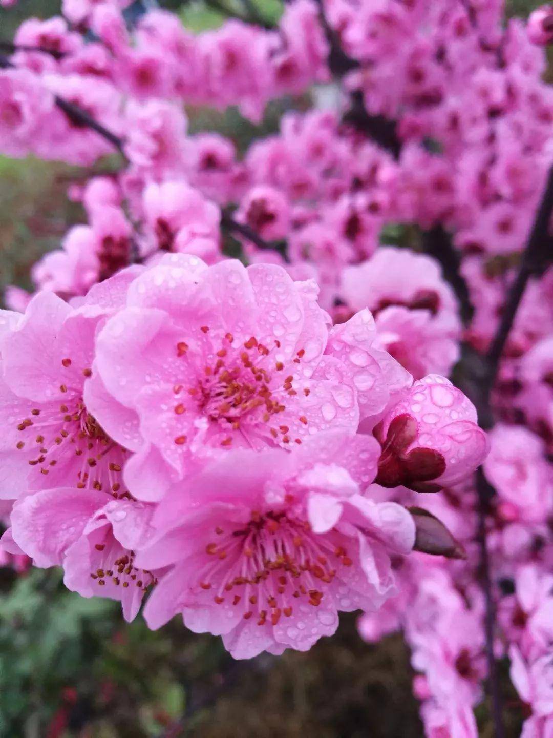 这些四季最美的花实在是太漂亮了建议收藏慢慢欣赏