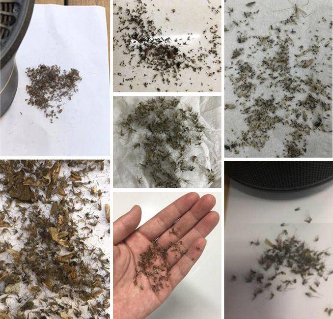 67有图有真相用它驱蚊5米之内默默无蚊一觉睡到大天亮