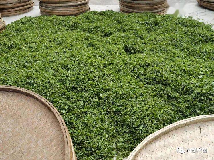 首个国际茶日福建省系列活动启动式三明61大田20200518