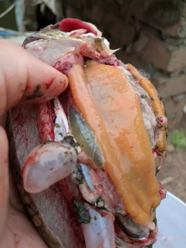 各种出血病的症状及用药集合67