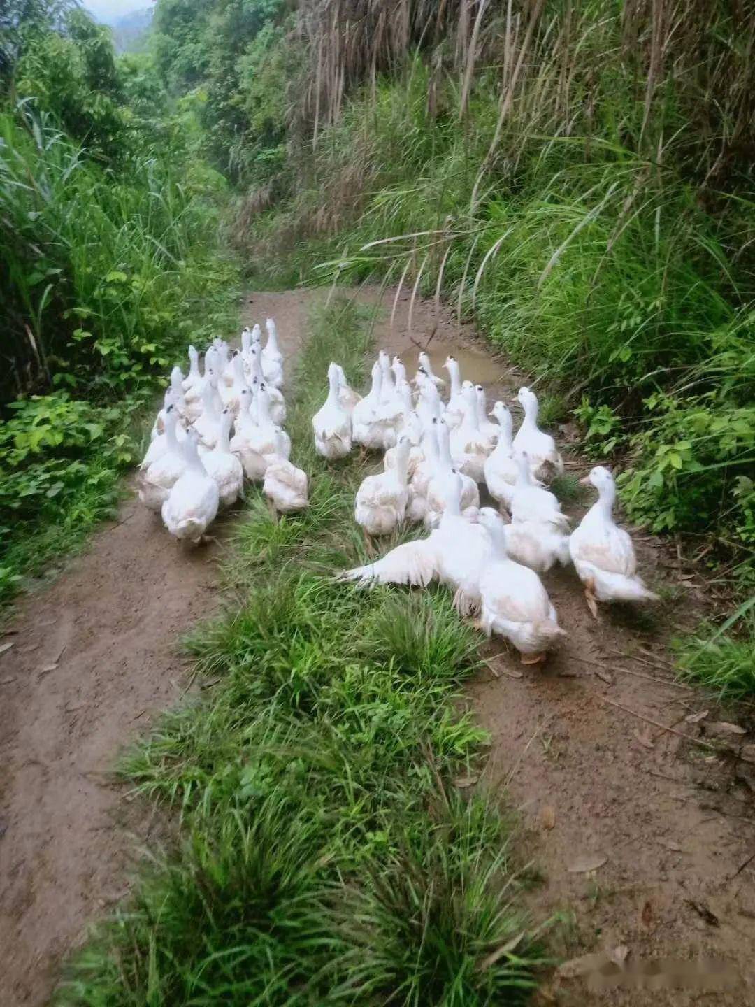 养鸭的8大禁忌,你知道吗?(纯干货分享)