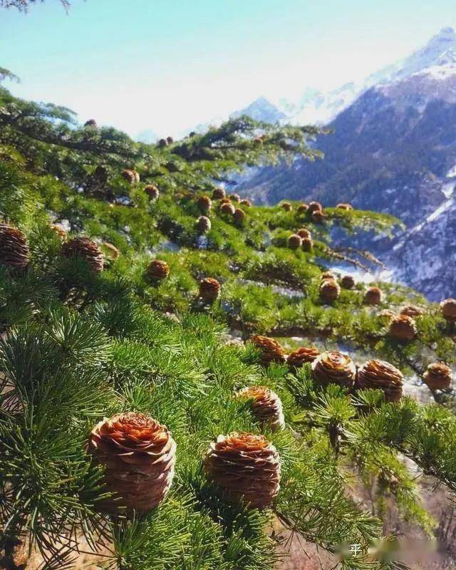 既然巴西没有松子,巴西松子这么贵,是收智商税么?