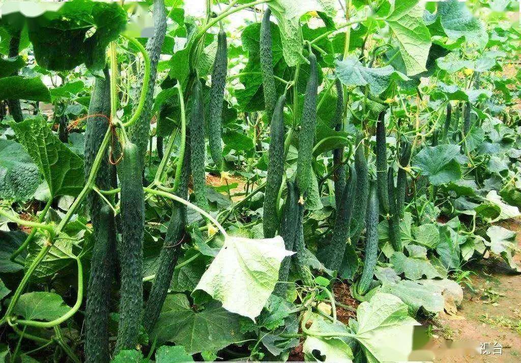 平顶山批发市场的最新动态与商机