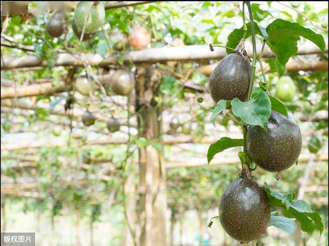 西番莲高产种植技术掌握这4个技巧提升西番莲产量和果实质量