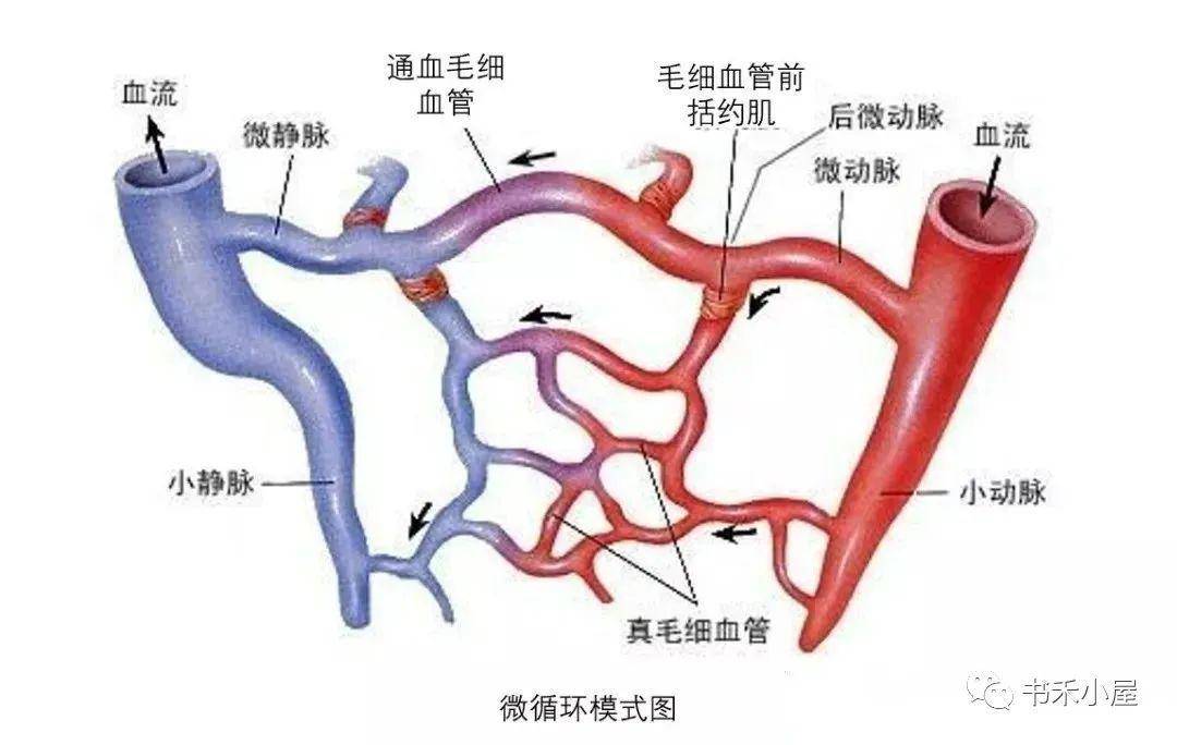 地龙蛋白的功效作用有哪些?_血管