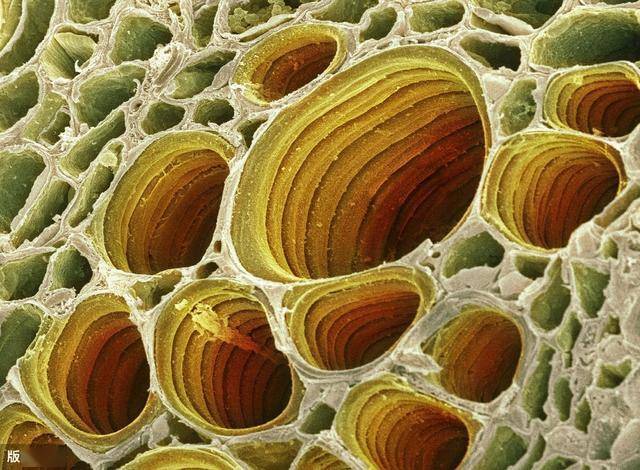 木质素与健康的介绍_草本植物