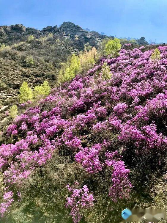 潮河源头花如海