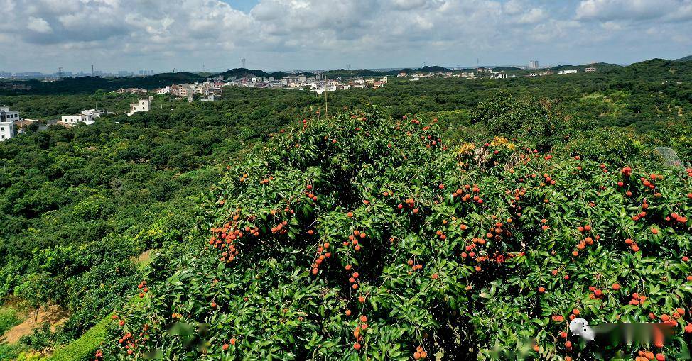 5月20日聚焦茂名,享一场荔枝盛会!