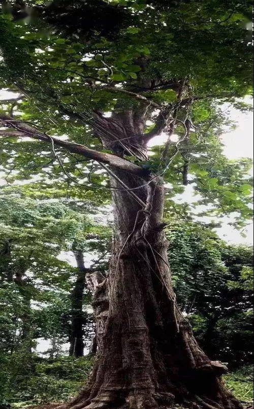 缅甸国树图片