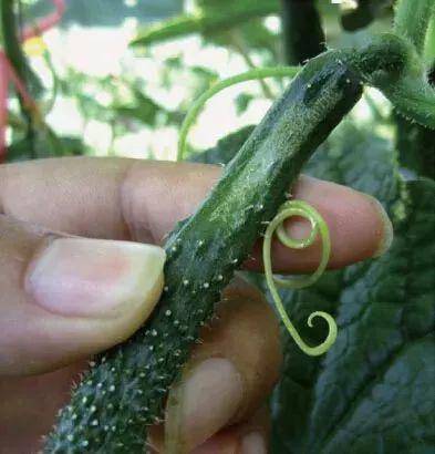 黄瓜种植户必收藏,黄瓜病虫害图谱大全