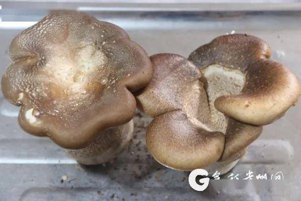 浪洞镇小小菌菇撑活黄土地