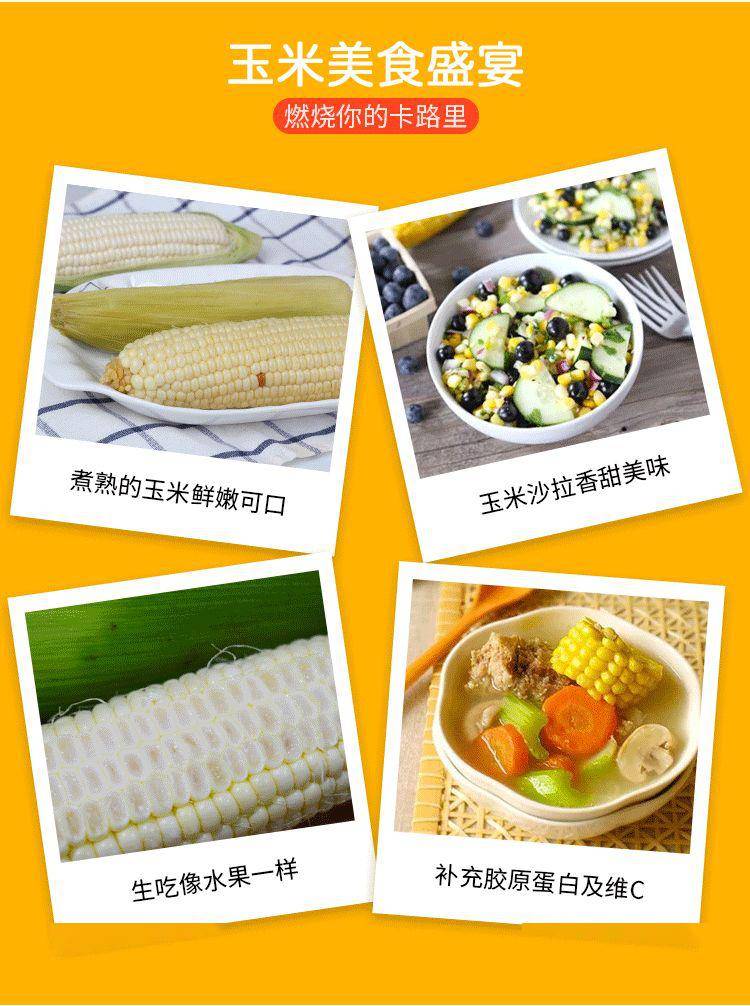 回味甘甜,营养低卡,完美的健身代餐蒸着吃,煲汤吃,烤玉米.