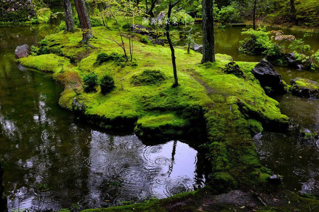 京都最难约的寺庙夏天的第一抹绿西芳寺