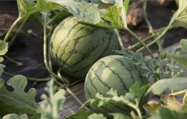 果蔬的季节吃瓜友情预告:五月底至六月初将会有百合花,鲁冰花,虞美人