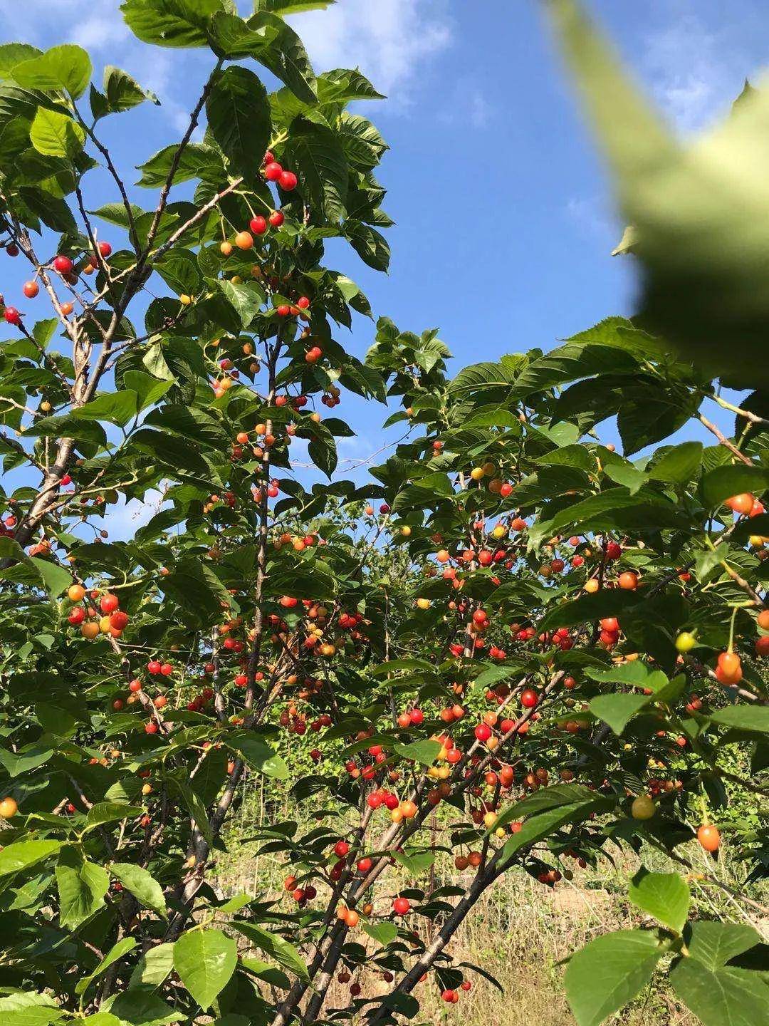 果园采摘会场赶海青岛中旅邀您共赴甜蜜盛宴