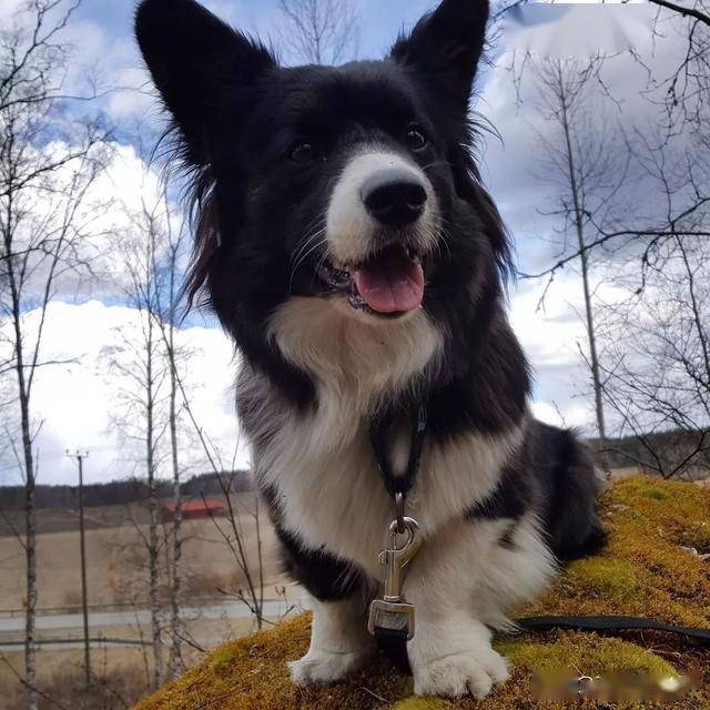 混血狗宝宝,有没有惊艳到你?_柯基