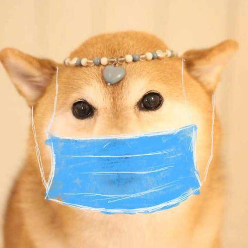 疫情期间的神操作你家狗狗口罩带正确了吗