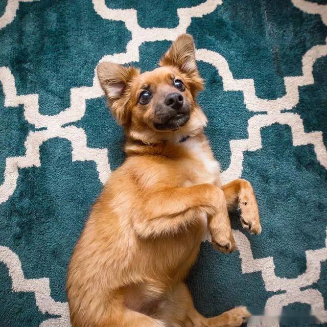 混血狗宝宝,有没有惊艳到你?_柯基