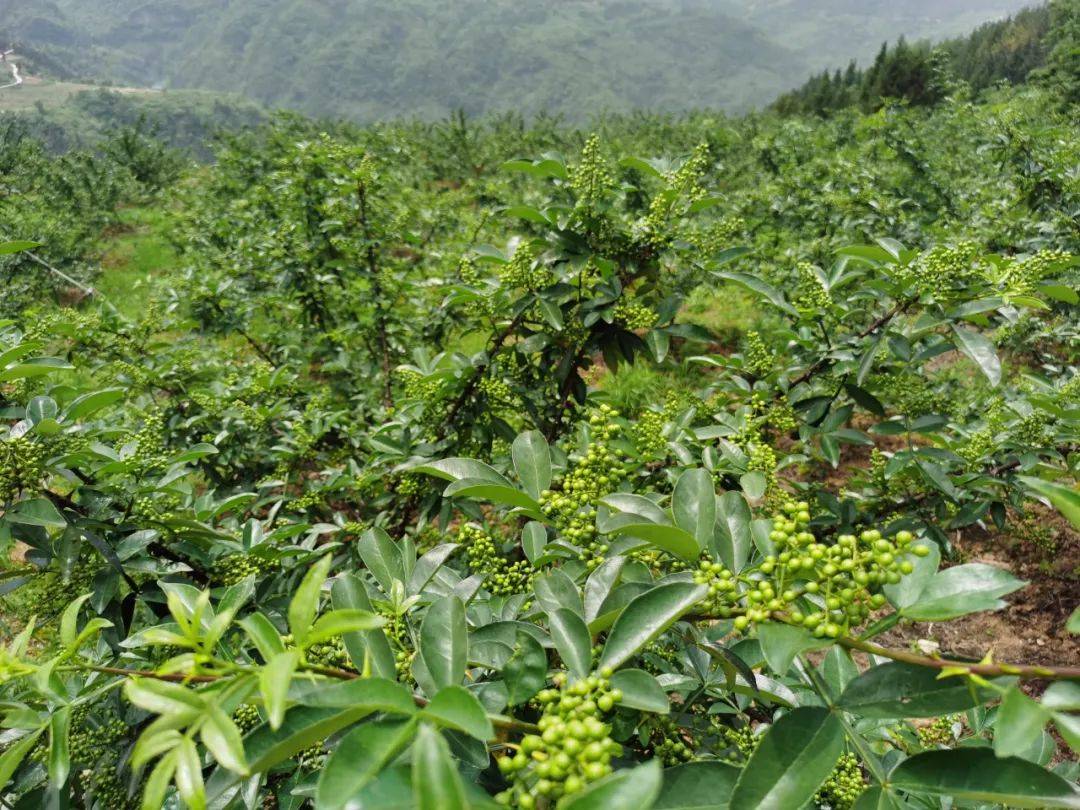 龙溪镇千丘村的花椒园非常漂亮