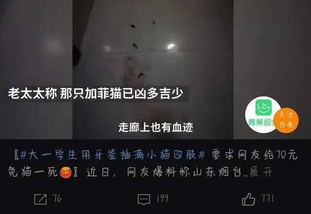 又现大学生虐猫事件!真的只是心理的问题吗?