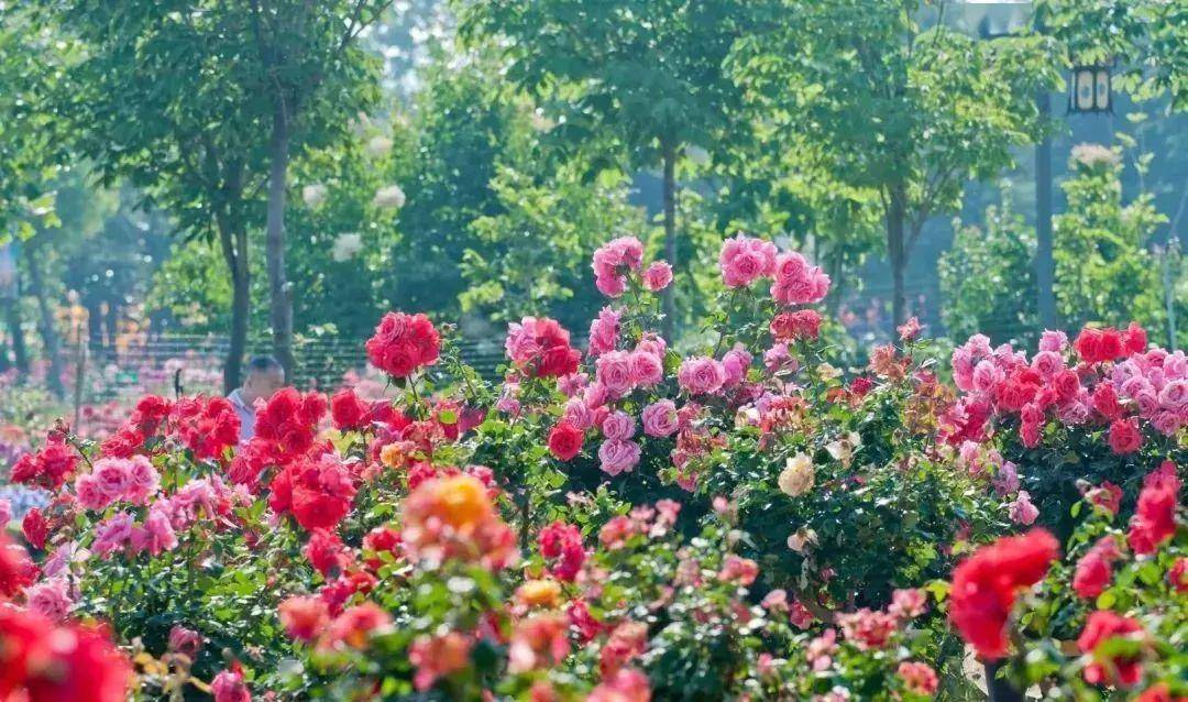 萊州賞月季花,賞玫瑰花一日遊_玫瑰莊園