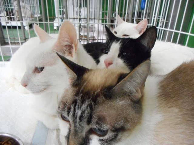 猫咪集中营日本一户民居挤满238只猫骨瘦如柴臭气熏天